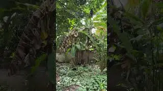 pisangku