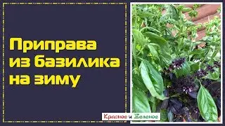 Приправа из свежего базилика на зиму. Вкусовая бомба!