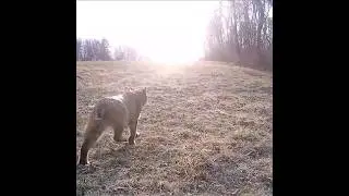 Bobcat Walks into the Sunset
