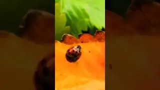 Миг кратък неотразим
