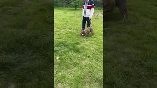 If Your Dog Reacts Try This !! 