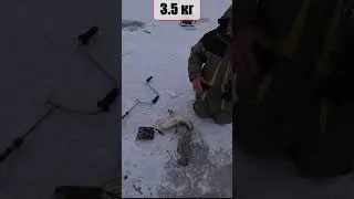 ПЕРВЫЙ ЛЕД | ПОЙМАЛ НАЛИМА 3,5кг