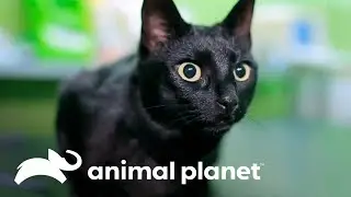 The Cats' Earthquake Prediction Ability | The Incredible Animal World | Animal Planet Brazil