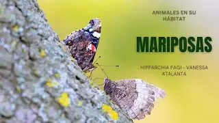 ¿Cómo comen las mariposas? | Mariposas comiendo savia de árbol