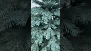 Сибирская литая