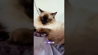 Hi bestie!  #cat #cats #meow #capcut #friends #goodvibes  #music #bad #jokes #hi #bestie #shorts