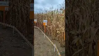 KWS: Kukoricalabirintus
