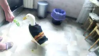 Утка в плаще, бегает по квартире duck in a raincoat