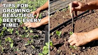 Thinning Beets in the Home Garden