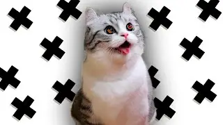 😺 История кошки Комару (бананчики)
