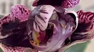 ТАКОГО Я НЕ ОЖИДАЛА 😱НОВЫЕ РОСПУСКИ ОРХИДЕЙ🥰