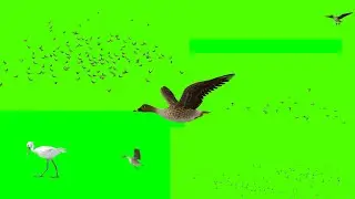 Bird fly Green screen