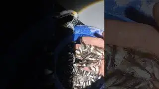 Верхоплавка на заморе 2024