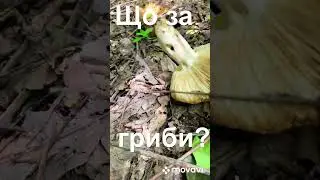 #shorts #буковина #гриби Що за гриби???🍄‍🟫