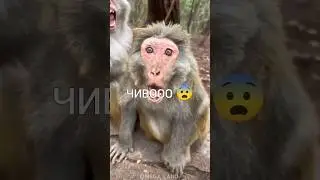 Ммм королевский питон 🐍 