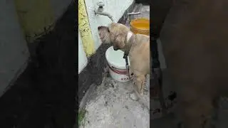 Жадіна Валєт...