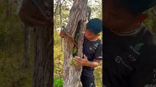 Wow a lot of green parrots Part  01 #shorts #parrot #shortvideo #greenparrot