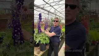 5 Perennial Pairings for a Sizzling Summer (Part 2)