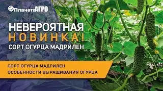 Сорт огурца Мадрилен 🥒 Особенности выращивания огурца и уход 🌿 Планета Агро