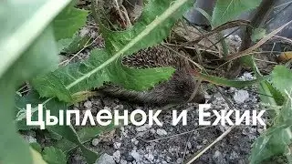 Ежик и цыпленок