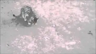Кошка Муся поймала мышку!