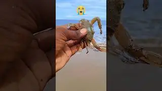 small act big impact: saved baby crabs returned to their sea 🌊|| #shorts #beach #crab