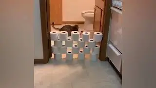 Смешные видео о кошках 🐱🐱🐱