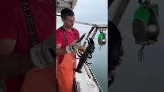 Large lobsters are protected in Maine for breeding.
