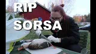 VK 43 Teen asioita ja palottelen sorsia