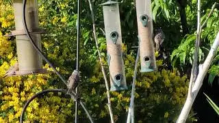 Swallows not returning to Capistrano 😀