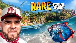 CAUGHT THE CRAZIEST FISH IN MAZATLAN