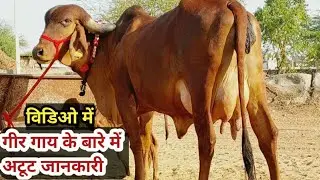 गीर गाय की जानकारी चाहते हो तो विडिओ जरूर देखें !! Gir Cow Farming India