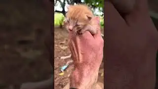 Abandoned kittens...... 