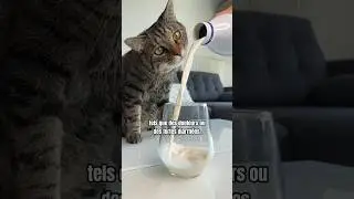 5 FOODS THAT ARE NOT VERY GOOD FOR YOUR CAT 😱😅