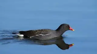 WWT London