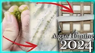 🪸Seaweed HUNTING This Winter (Adventures in Hawai’i 2024)