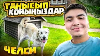 ТАНЫСЫП ҚОЙЫҢЫЗДАР - ЧЕЛСИ🦮| БІЗДІҢ ИТІМІЗГЕ ОБЗОР😁| Влог