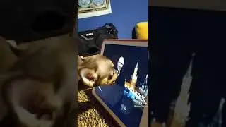 Пёс, колбаса и Володечка!