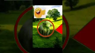 Watermelon Capybara Found