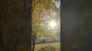 Yellow tree