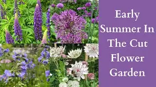 Early Summer In The Cut Flower Garden