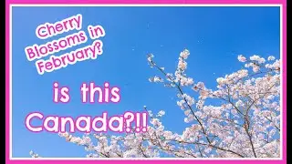 Cherry blossoms in February