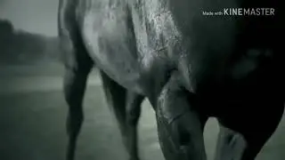 Черная лошадь под мощный трек!