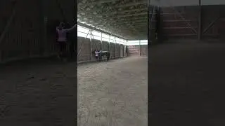 First Trick! Esprit as a 2 year old.
