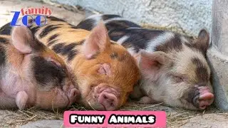 Funny Animal | Funny Animals | Funny Animal Videos | Cats | Funny Cats | Dogs | Zoofamily
