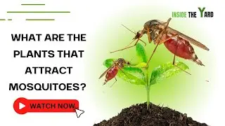 7 Plants That Attract Mosquitoes You Didn't Know!