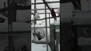 Голубь павлин с красными боками