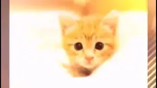 Fotos de gatitos tiernos y hermosos [2016]