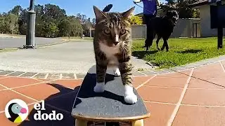 Meet the world's most talented cats | The Dodo