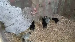 Цыплятам 5 дней!